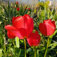 Вестники весны :: Татьяна Пальчикова