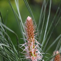 *** :: Павленко Михаил 