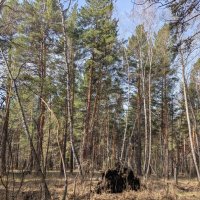 В апрельском лесу :: Андрей Хлопонин