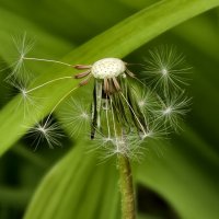 Одуванчик :: Мариша Тим