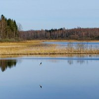 Про озёра Смоленщины. :: Милешкин Владимир Алексеевич 