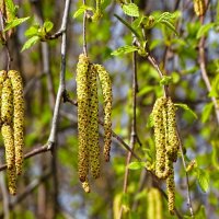 Берёза с серёжками. :: Милешкин Владимир Алексеевич 