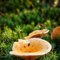 Грибы в лесу :: Лилия 