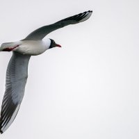 Озерная чайка :: Владимир Лазарев