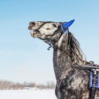 Конь :: SanSan 