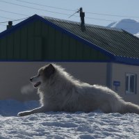 Белый красавец. :: Татьяна Чаброва