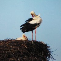 Прихорашивается :: Людмила Смородинская