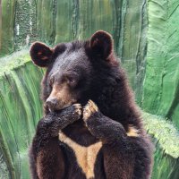 Гималайский медведь :: Михаил Измайлов