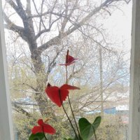 *** :: Валентина Береснева