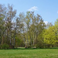 Весна в нежно-зелёном... :: Галина 