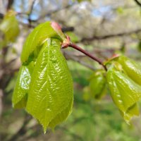 Молоденькие :: Надежда 