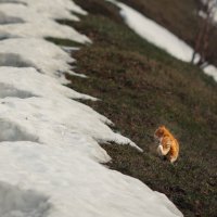 Мартовский. Рыжий... :: Вячеслав Владимирович