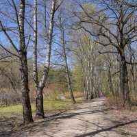 В весеннем парке... :: Владимир Жданов