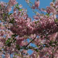 Весна :: Роман Савоцкий