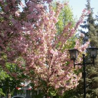 Весна :: Роман Савоцкий