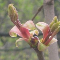 Пробуждение :: Дмитрий Никитин