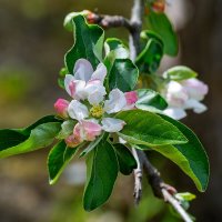 Яблоня :: Игорь Сикорский