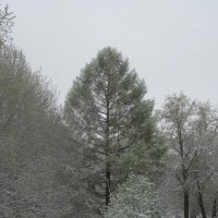 Лиственница :: Дмитрий Никитин