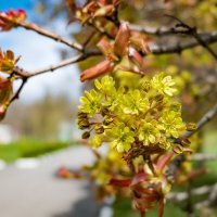 Весенние зарисовки ... :: Ravile 