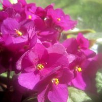 Фиалка :: Елена Семигина