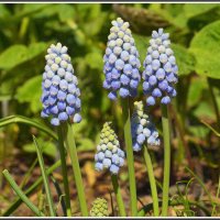 Мускари :: Aleksandr Gal