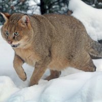 камышовый :: Михаил Бибичков