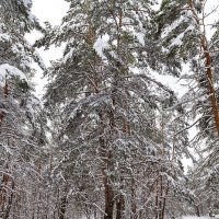 Сосны в апреле :: Александр Синдерёв