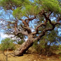 .. Судакская сосна...сосна Станкевича... :: galalog galalog