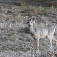 МЕСТНЫЙ КРАСАВЕЦ :: Володька Завитушкин