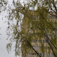 Трава зеленеет, листья распускаются :: Anna-Sabina Anna-Sabina