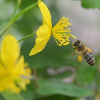 С утра за работой...чистотел облюбовала... :: Надежда Куркина 