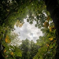 Небо через листья :: Лилия 