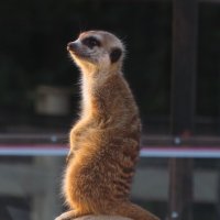 Ну где ты, солнышко? Ну где ты, праздник? :: ИРЭН@ .