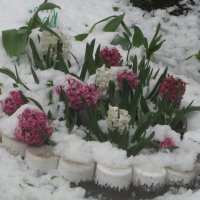 Цветы под снегом :: Дмитрий Никитин
