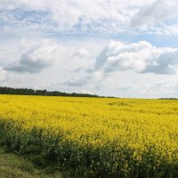 ЦВЕТУЩЕЕ ПОЛЕ РАПСА :: Валентина 