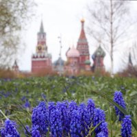 1 мая :: Михаил Бибичков