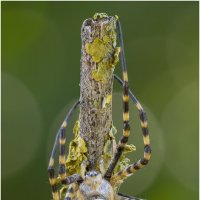 ПАУК АРГИОПА ТРЁХПОЛОСНАЯ (ARGIOPE TRIFASCIATA). :: Александр Григорьев