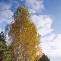 У дороги. :: Сергей Рожков
