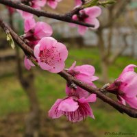 Персик :: Pavel Blashkin