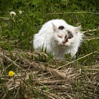 Тутаевец. :: Любовь 