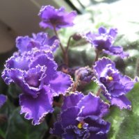 Фиалки :: Елена Семигина