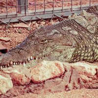 Нильский крокодил :: Олег 