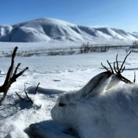 Заяц, мастер маскировки. :: Татьяна Чаброва