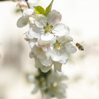 Яблони в цвету :: Светлана Тихонина