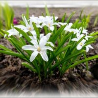Хионодокса :: Елена Сухорученкова