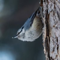 Поползень :: Виктор Иванович Чернюк