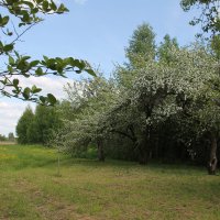ПЕЙЗАЖ С МАЙСКИМ ЦВЕТЕНИЕМ ЯБЛОНЬ... :: Валентина 