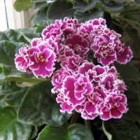Фиалки_2011 :: Дед Егор 