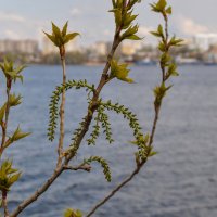 Тополиные серёжки :: Татьяна Машошина Тополиные серёжки :: Татьяна Машошина