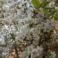 Вишня в цвету :: Елена Семигина